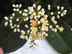 Viburnum odoratissimum