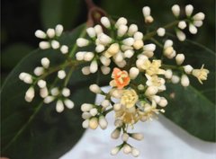 Viburnum odoratissimum