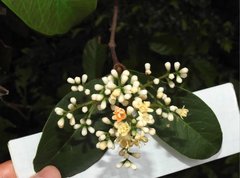 Viburnum odoratissimum