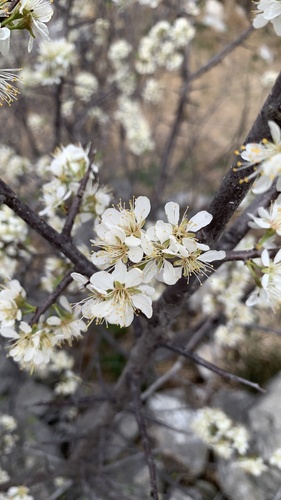 American plum