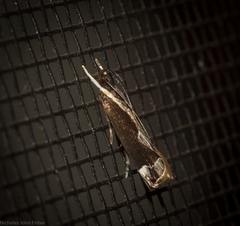 Chaliniastis astrapaea