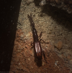 Amorphocephalina