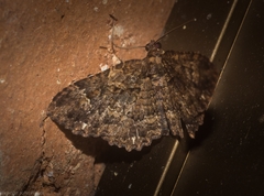 Scotocyma albinotata