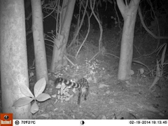 Genetta tigrina tigrina