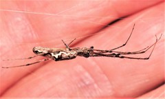 Tetragnatha bituberculata