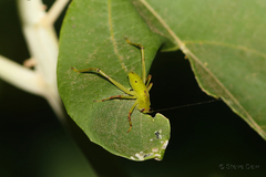 Paracaedicia serrata