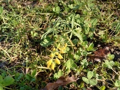 Gymnospermium altaicum