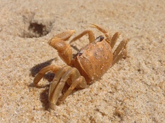 Ocypode madagascariensis