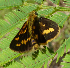 Ocybadistes knightorum