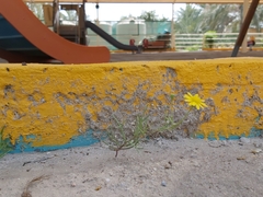 Senecio glaucus