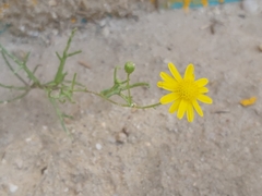 Senecio glaucus