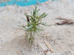 Magnoliopsida