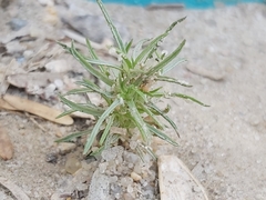 Magnoliopsida
