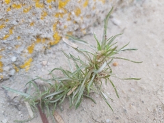Magnoliopsida