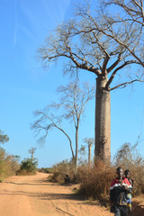 Adansonia rubrostipa