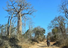 Adansonia rubrostipa
