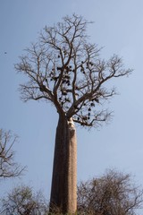 Adansonia rubrostipa
