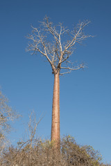 Adansonia rubrostipa