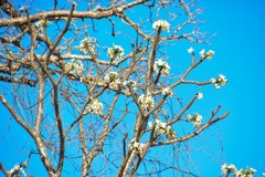 Adansonia rubrostipa