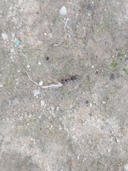 Ponerinae