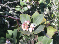 Arctostaphylos pallida