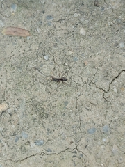 Ponerinae