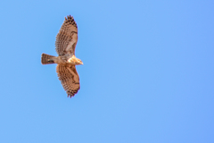 Buteo brachypterus