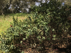 Arctostaphylos pallida