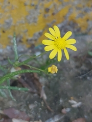 Senecio glaucus