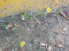 Senecio glaucus