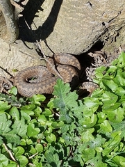 Vipera berus berus