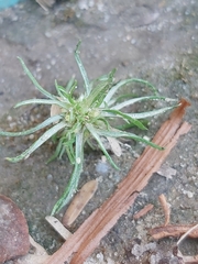 Magnoliopsida