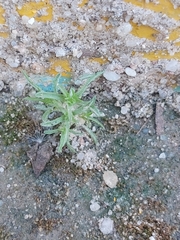 Magnoliopsida