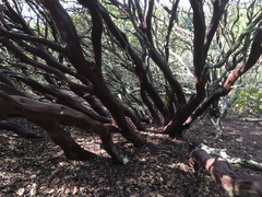 Arctostaphylos pallida