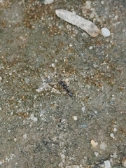 Ponerinae