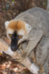 Eulemur rufifrons