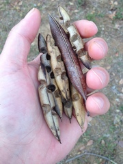 Stereospermum euphorioides