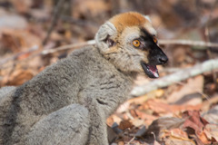 Eulemur rufifrons