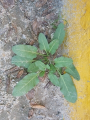 Rumex spinosus