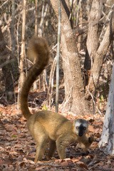 Eulemur rufifrons