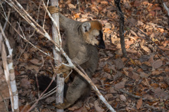 Eulemur rufifrons