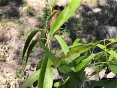 Ehretia saligna membranifolia