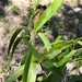 Ehretia saligna membranifolia - Photo (c) Martin Bennett,  זכויות יוצרים חלקיות (CC BY-NC), הועלה על ידי Martin Bennett