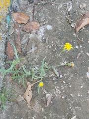 Senecio glaucus