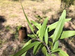 Ehretia saligna membranifolia