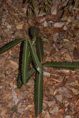 Brexiella longipes