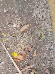 Senecio glaucus