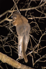 Lepilemur ruficaudatus