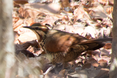 Mesitornis variegatus