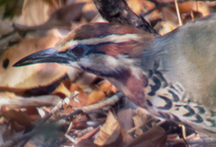 Mesitornis variegatus